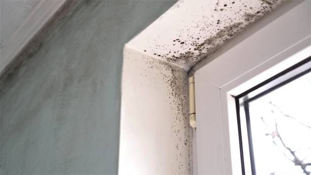 Best Kitchen Mold Remediation in Silver Springs, NV