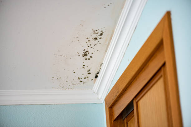 Best Post-Flood Mold Remediation in Silver Springs, NV