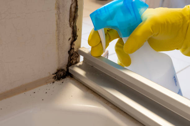 Best Black Mold Remediation in Silver Springs, NV