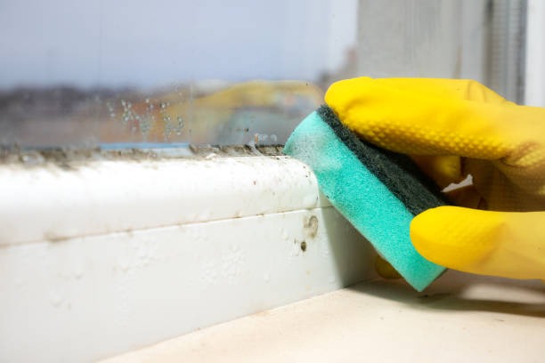 Best Bathroom Mold Remediation in Silver Springs, NV