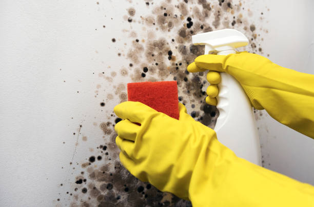 Best Mold Remediation for Schools in Silver Springs, NV